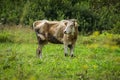 The cow in the meadow. Royalty Free Stock Photo